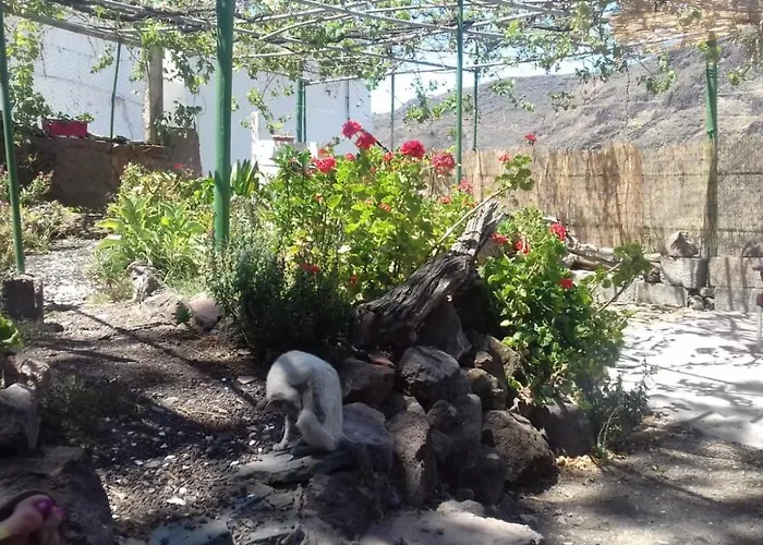 Lagarto * Agaete (Gran Canaria)