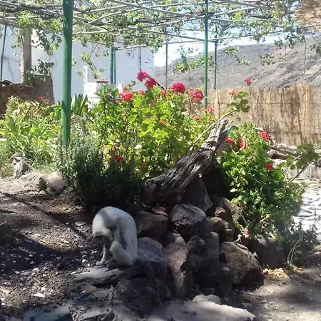 Lagarto * Agaete (Gran Canaria)